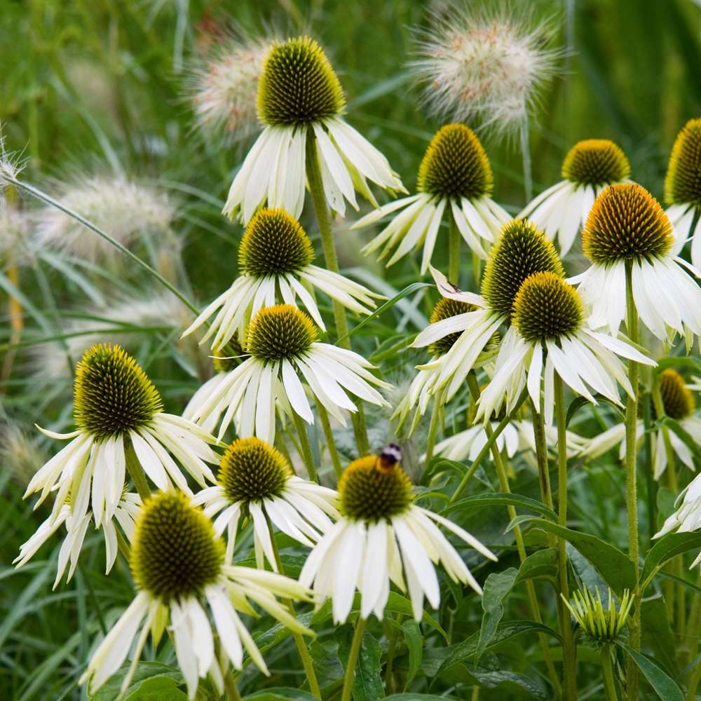 Purpursolhat 'White Swan'